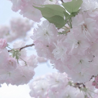 巴彦淖尔FurryQQ群介绍